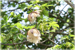 Cochlospermum religiosum